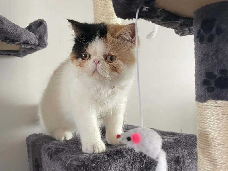 buy exotic shorthair kitten